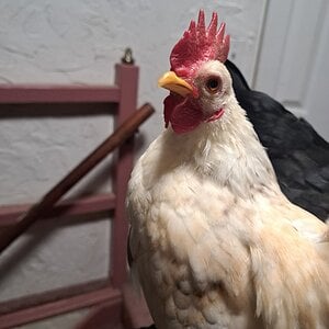 Skittles the Rooster