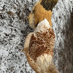 2024—Winter on the Farm Photo Contest 37.jpg