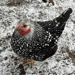 2024—Winter on the Farm Photo Contest 38.jpg