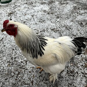 2024—Winter on the Farm Photo Contest 39.jpg