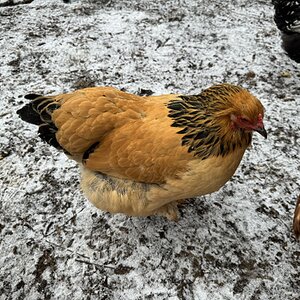 2024—Winter on the Farm Photo Contest 40.jpg