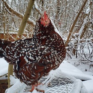 2024—Winter on the Farm Photo Contest 41.jpg