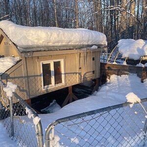 2024—Chilly Coop Contest! 13.jpg