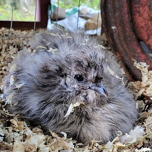 Rino the Silkie Mix