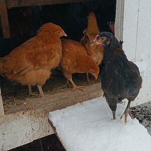 2024—Winter on the Farm Photo Contest 43.jpg