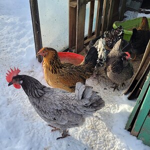 2024—Winter on the Farm Photo Contest 44.jpg