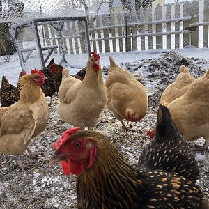 2024—Winter on the Farm Photo Contest 47.jpg