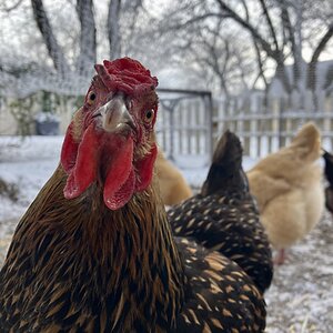 2024—Winter on the Farm Photo Contest 48.jpg