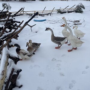 2024—Winter on the Farm Photo Contest 50.jpg