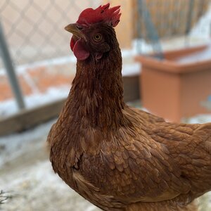 2024—Winter on the Farm Photo Contest 51.jpg