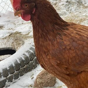 2024—Winter on the Farm Photo Contest 52.jpg