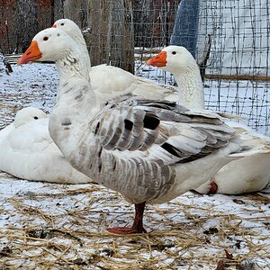 2024—Winter on the Farm Photo Contest 55.jpg