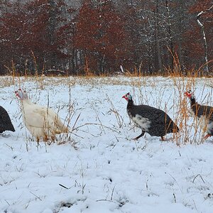 2024—Winter on the Farm Photo Contest 56.jpg