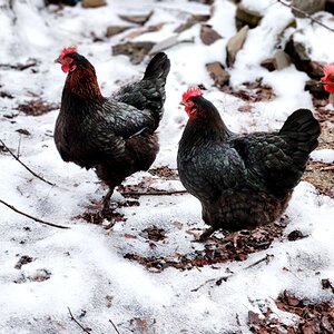 2024—Winter on the Farm Photo Contest 59.jpg