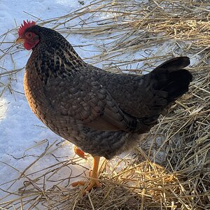 2024—Winter on the Farm Photo Contest 60.jpg