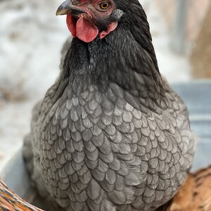 2024—Winter on the Farm Photo Contest 61.jpg