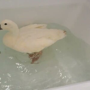 Injured Blanca Duck in the Bathtub