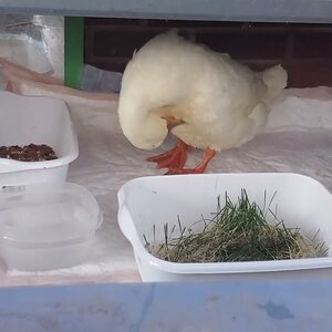 Blanca Duck on the way to recovery, preening after her Bath