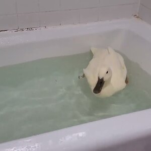 Physical Therapy for Blanca Duck with Meal Worms 🦆🐛