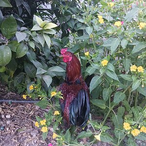 Some Poultry Are Red, Some Are Blue, But Let's Not Forget, They Can Be Barred Too! 7.jpg