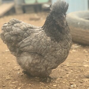 Some Poultry Are Red, Some Are Blue, But Let's Not Forget, They Can Be Barred Too! 9.jpg