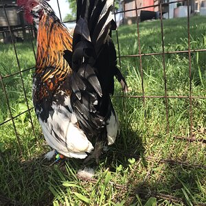Some Poultry Are Red, Some Are Blue, But Let's Not Forget, They Can Be Barred Too! 11.jpg