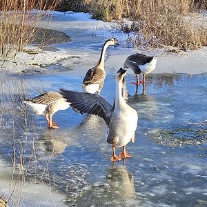 Some Poultry Are Red, Some Are Blue, But Let's Not Forget, They Can Be Barred Too! 19.jpg
