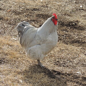 Some Poultry Are Red, Some Are Blue, But Let's Not Forget, They Can Be Barred Too! 22.jpg