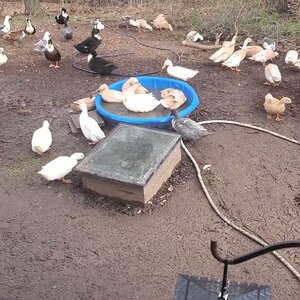 Ducks in the mucky Duck Yard 🦆🙈