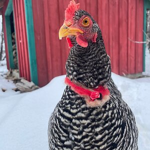 Some Poultry Are Red, Some Are Blue, But Let's Not Forget, They Can Be Barred Too! 27.jpg