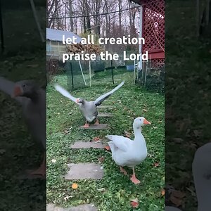 #geese #wings #praise the Lord