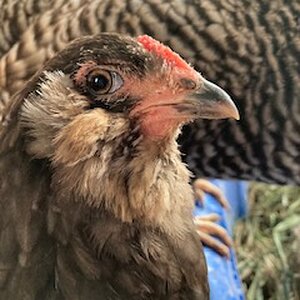 Some Poultry Are Red, Some Are Blue, But Let's Not Forget, They Can Be Barred Too! 34.jpg