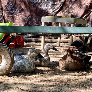 Some Poultry Are Red, Some Are Blue, But Let's Not Forget, They Can Be Barred Too! 37.jpg