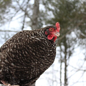 Some Poultry Are Red, Some Are Blue, But Let's Not Forget, They Can Be Barred Too! 42.jpg