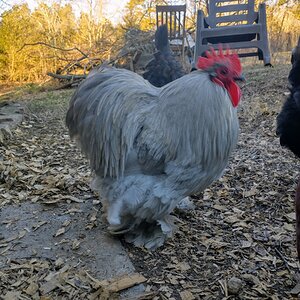 Some Poultry Are Red, Some Are Blue, But Let's Not Forget, They Can Be Barred Too! 45.jpg