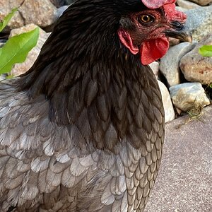 Wattle I Do Without You 17.jpg