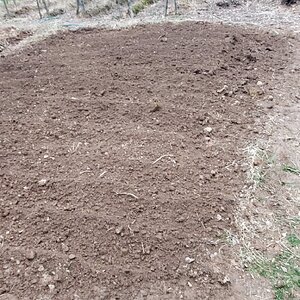 Potato patch, first till