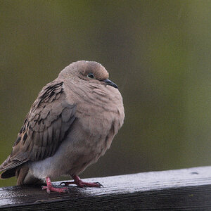 Mourning_dove_X5187734_05-18-2023-001.jpg