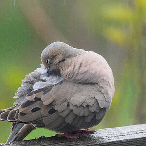 Mourning_dove_X5187737_05-18-2023-001.jpg