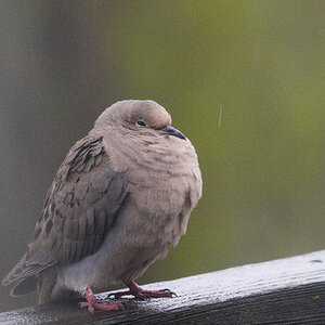 Mourning_dove_X5187738_05-18-2023-001.jpg