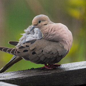 Mourning_dove_X5187739_05-18-2023-001.jpg