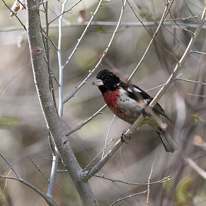 Rose-breasted_grosbeak_X5177705_05-17-2023-001.jpg