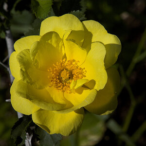 Harison's_yellow_rose_X6207803_06-20-2023-001.jpg