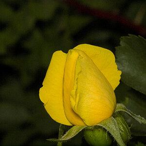 Persian_yellow_rose_U6135367_06-13-2023-001.jpg