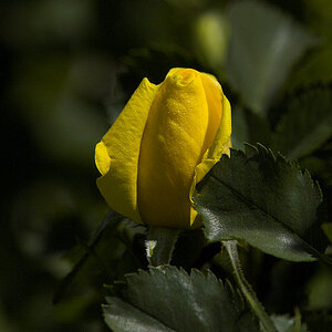 Persian_yellow_rose_X6147794_06-14-2023-001.jpg
