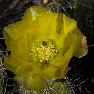 Prickly_pear_cactus_X6147770_06-14-2023-001.jpg