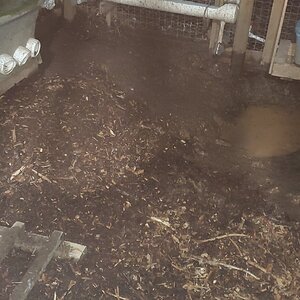 Duck-Run after draining and refilling with wood-chips