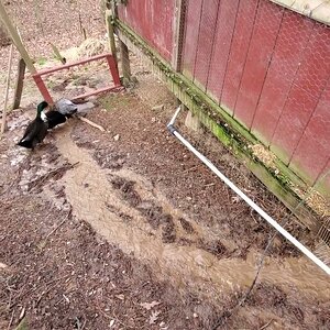 20240213 154258 Draining Out The Duck Run