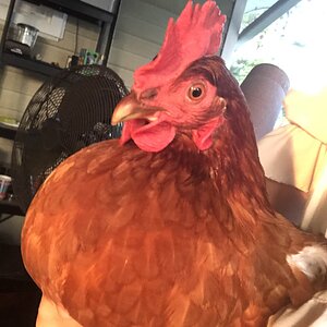 Wattle I Do Without You 53.jpg