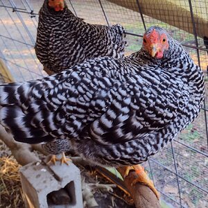Some Poultry Are Red, Some Are Blue, But Let's Not Forget, They Can Be Barred Too! 47.jpg